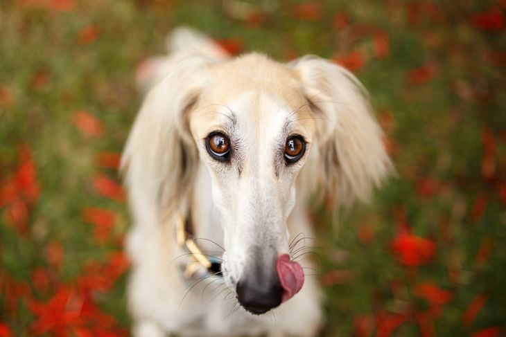 Saluki looking at camera