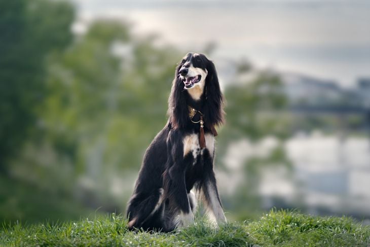 Saluki dog. Outdoor photography