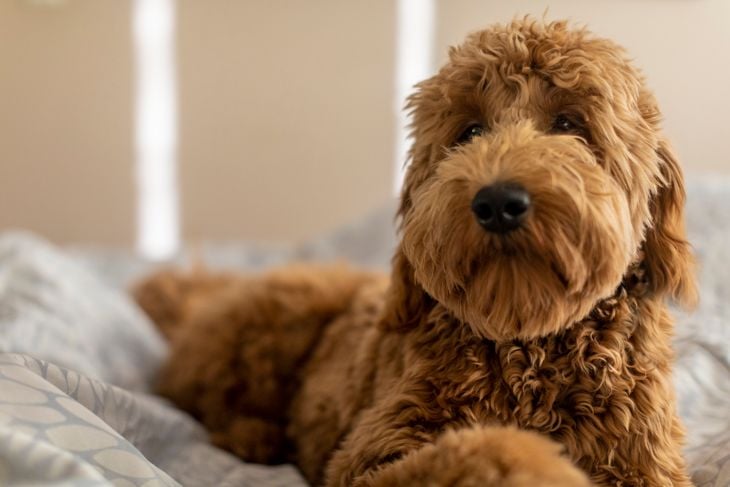 High quality stock photo of a Goldendoodle puppy at home.