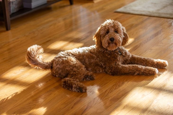 High quality stock photo of a Goldendoodle puppy sitting in a living room