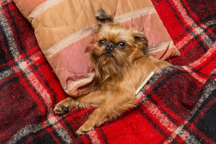 Dog is ill and measures the temperature lying in bed