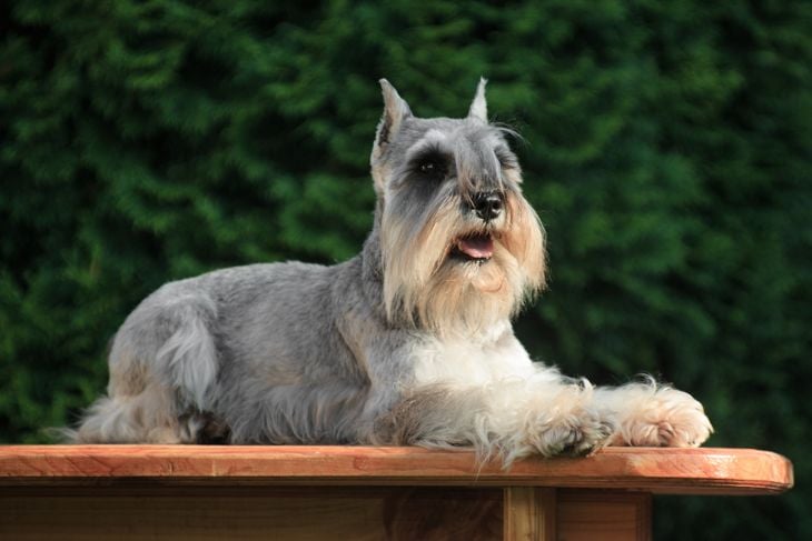 A gray dog of the miniature schnauzer breed lies in the cottage outdoors against the backdrop of greenery