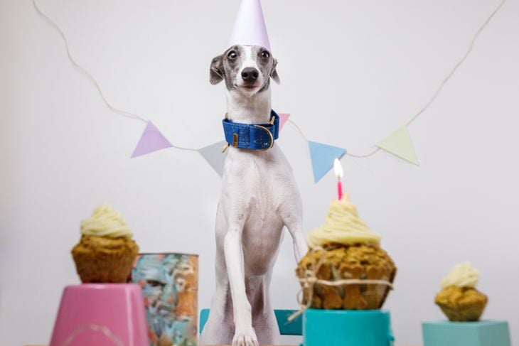 Dog's birthday