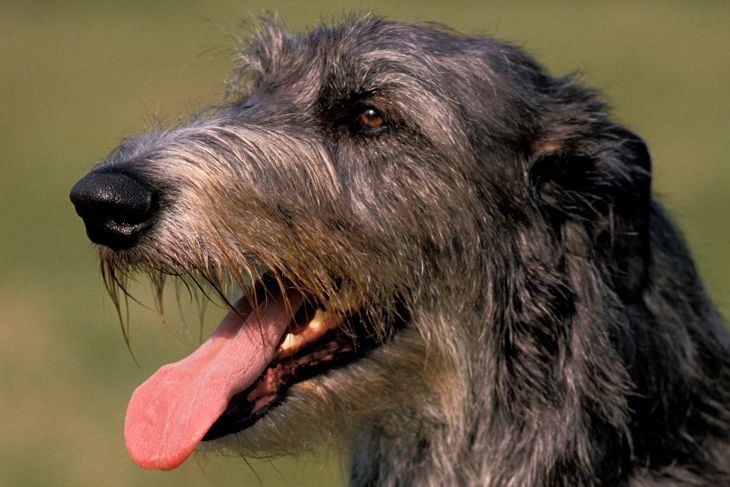 SCOTTISH DEERHOUND, PORTRAIT OF ADULT