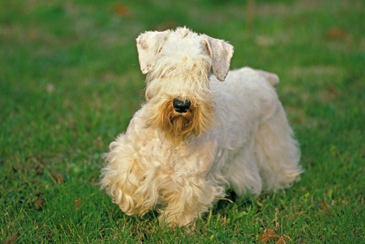 Sealyham Terrier Dog, Adult standing on Grass