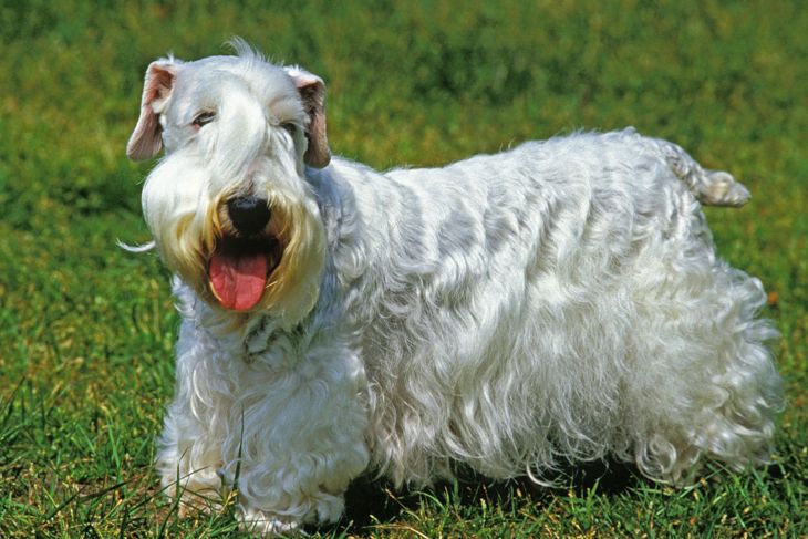 Sealyham Terrier Dog, Adult standing on Grass 