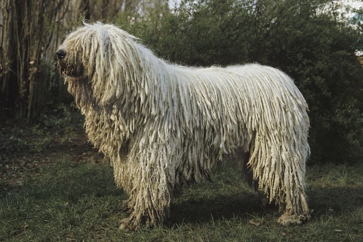 Komondor Dog, Adult standing on Grass