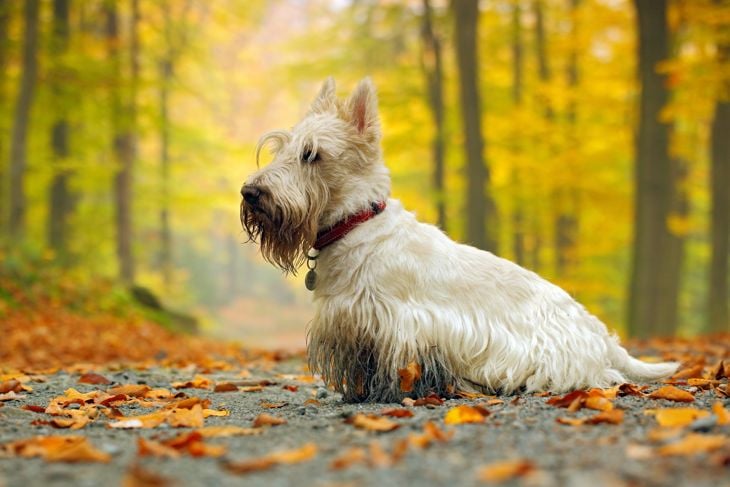 White (wheaten) scottish terrier, sitting on gravel road with orange leaves during autumn, yellow tree forest in background