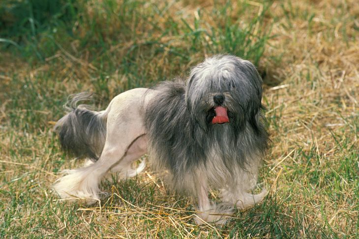Lowchen or Little Lion Dog