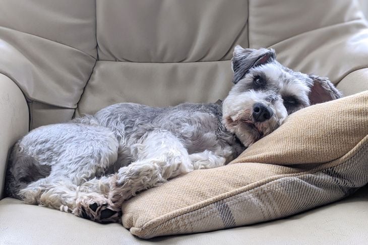 Bobbie resting after a walk on the beach on her human chair
