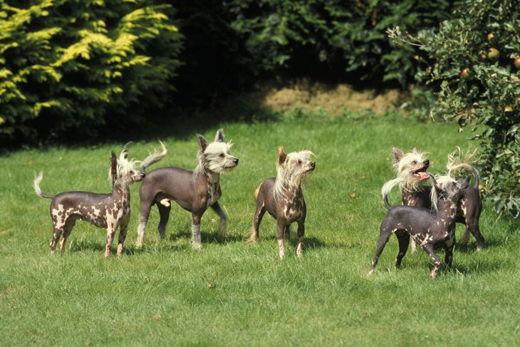 Chinese Crested Dog standing on Grass