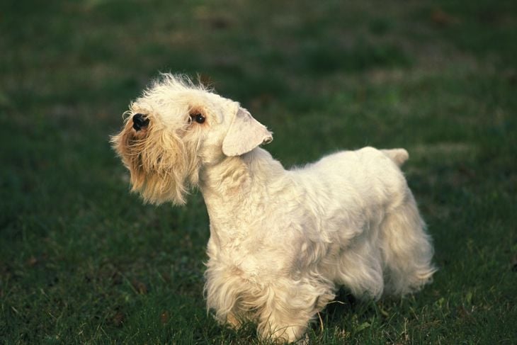 Sealyham Terrier Dog standing on Lawn