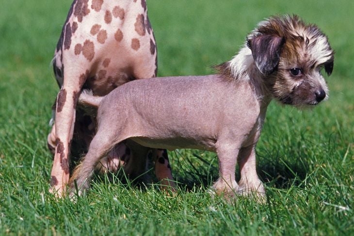 Chinese Crested Dog, Mother and Pup