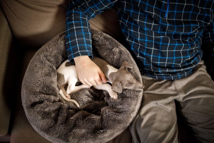Whippet puppy playing at home