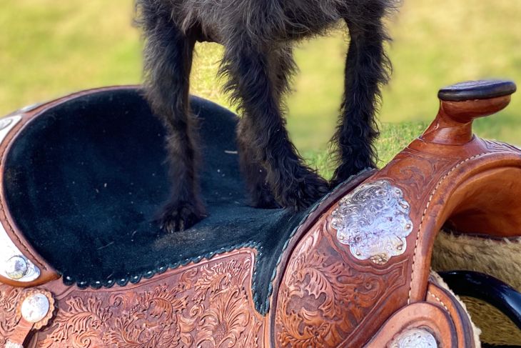 Black dog western pose