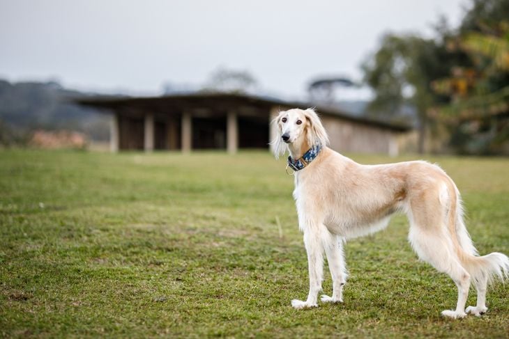 Photo shoot on the farm