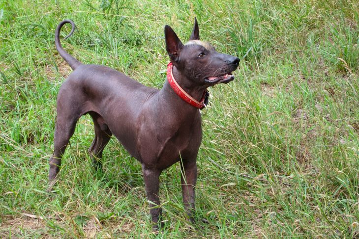 Young playful dog looks attentively at something with opened mouth. Animal of rare breed named Xoloitzcuintle, or Mexican Hairless, standard size. Outdoors, green grass.