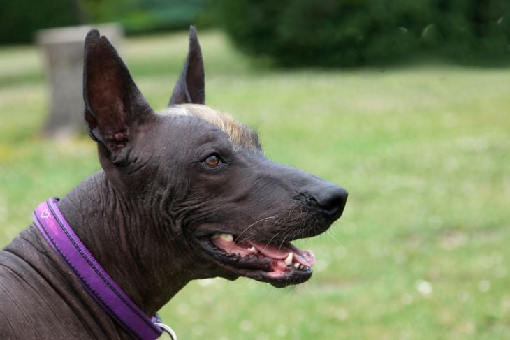 Close up portrait of young playful dog looks attentively at something with opened mouth. Animal of rare breed named Xoloitzcuintle, or Mexican Hairless, standard size. Outdoors, green grass.