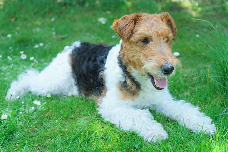 Cute dog white with black and brown laying on the green grass. in Rotterdam, ZH, Netherlands