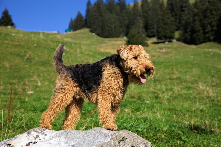 A shaggy Welsh Terrier poses on a rock after a long hike in the Swiss Alps.