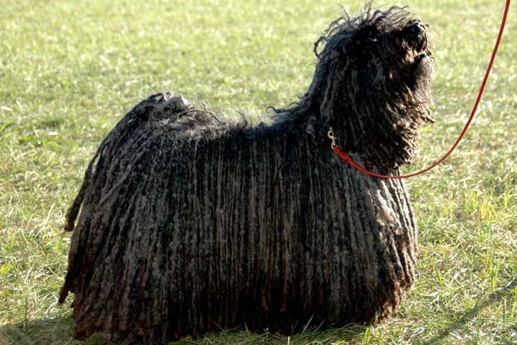 Rare Hungarian Puli (sheepdog) standing on grass with red leash and long corded hair