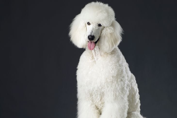 Portrait of white poodle. Very shallow DOF . Photographed on Hasselblad + phase one P45+ 39 MP Camera. THIS IMAGE IS ONLY AVAILABLE HERE AT ISTOCKPHOTO