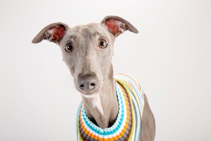Whippet wearing a striped jumper, looking to camera, studio,curious expression