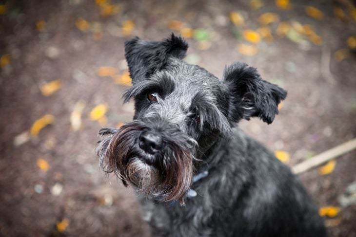 Black mini schnauzer dog looking at camera with soft blurred background in earth tones.