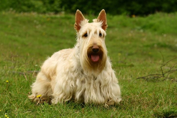 Standing scottish terrier