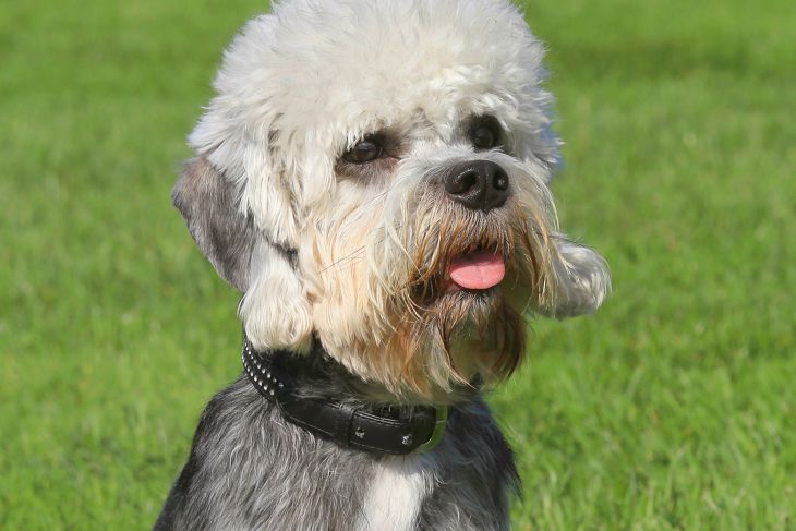 Funny Dandie Dinmont Terrier in a garden