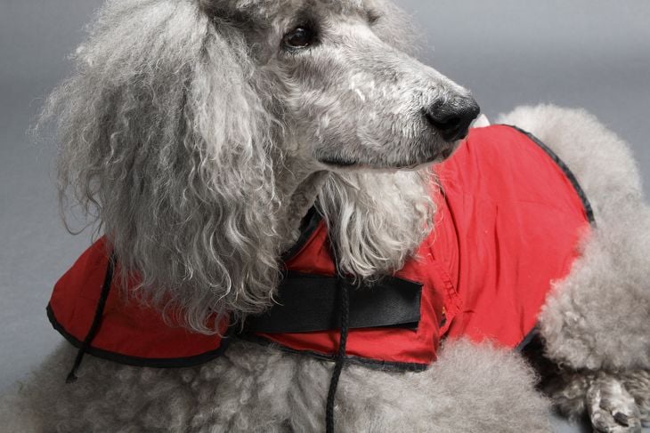 Silver poodle in red coat, side view