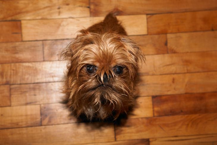 Brussels Griffon dog on wooden floor