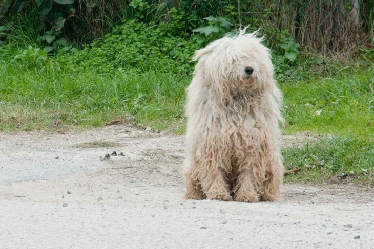 White Puli, a Hungarian sheepdog with dreadlocks sitting and waiting