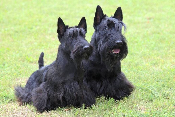 The portrait of two Scottish Terrier dogs in the garden