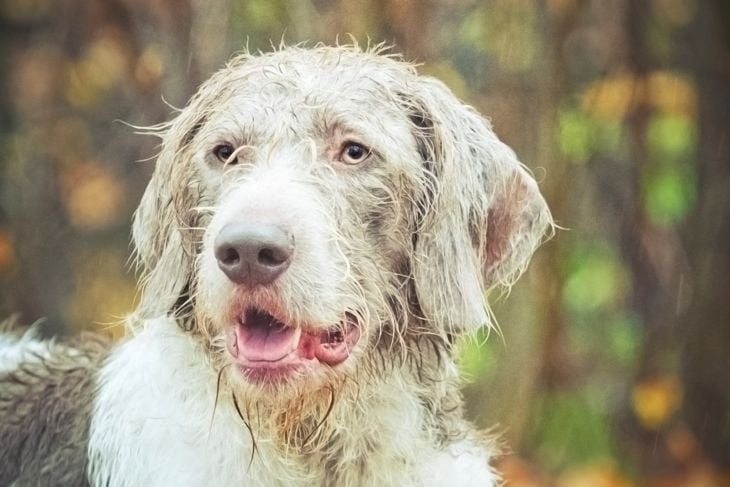 Scottish Deerhound