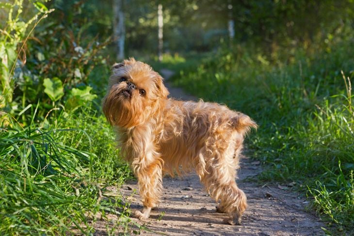 Dog breed Brussels Griffon walks in the Park along the path