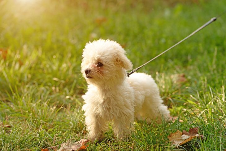 Bichon frise in the park