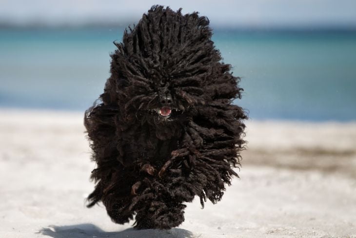 A purebred Puli dog running without leash outdoors in the nature on a sunny day.