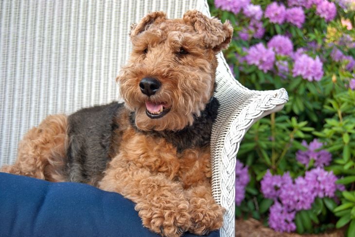 Welsh terrier sitting in a white wicker chair in a rhododendron garden.