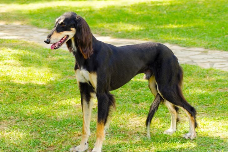 A side view of a healthy beautiful grizzle, black and tan, Saluki standing on the lawn looking happy and cheerful. Persian Greyhound dogs are slim and slender with a long narrow head.
