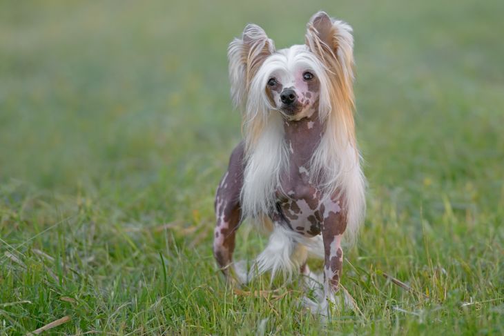 Female pure breed Chinese Crested dog posing outdoors