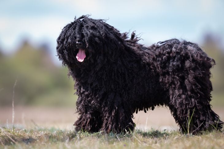 A purebred Puli dog without leash outdoors in the nature on a sunny day.