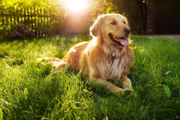 Discover the Best Dog Breed for Your State
