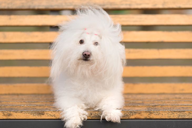 Bichon havanese dog on banch in the park