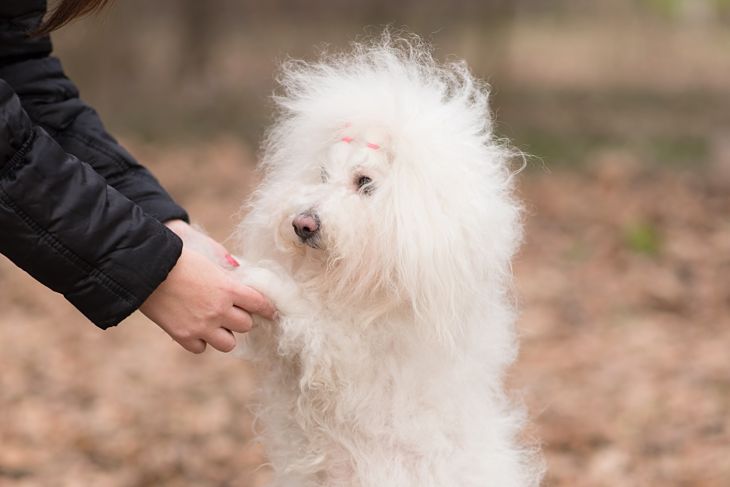Bichon bolognese play with owner in the park