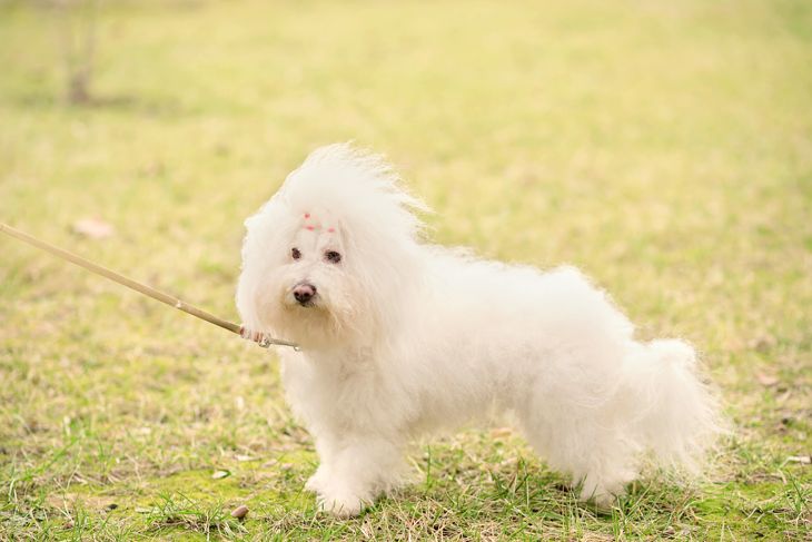 Bichon bolognese dog in the park