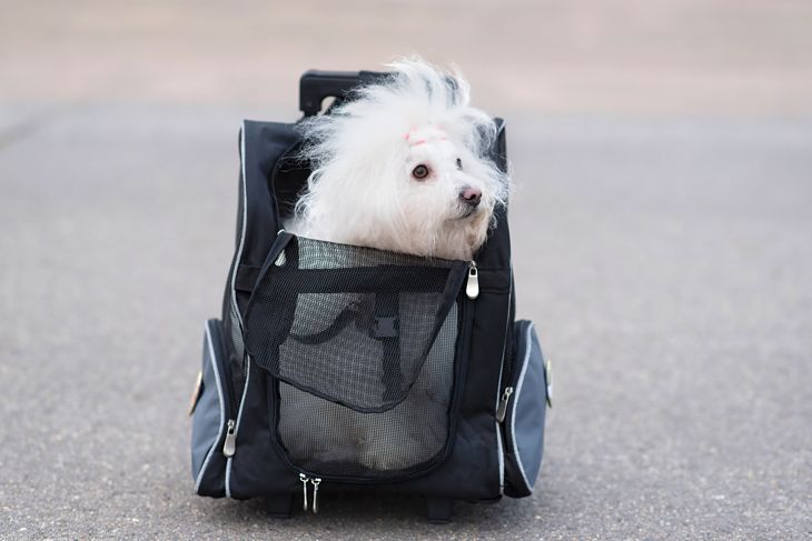 Bichon Havanese dog in bag