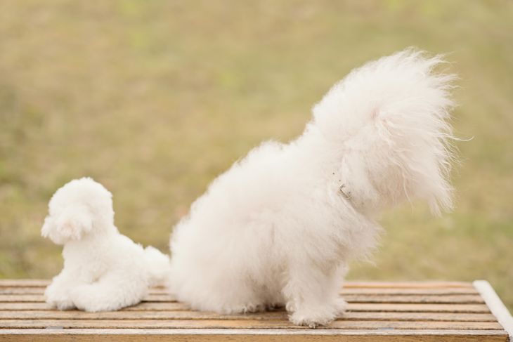 Bichon bolognese dog in the park