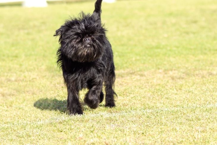 A small young black Affenpinscher dog with a short shaggy wire coat walking on the grass. The Affie looks like a monkey and is an active, adventurous, curious, stubborn, fun-loving and playful breed.