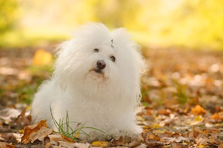 Bichon bolognese dog relax in the park